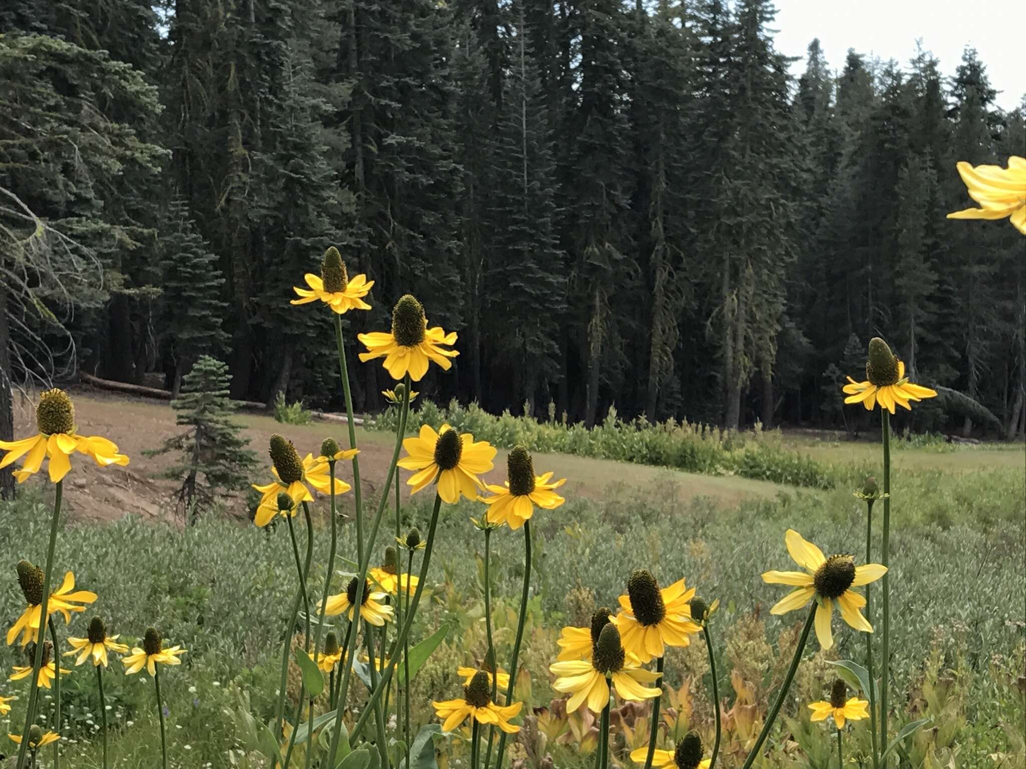 Rudbeckia californica A. Gray的圖片