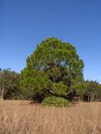 Image of Slash Pine