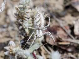 Image of Oxyopes globifer Simon 1876