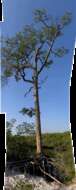 Image of Slash Pine