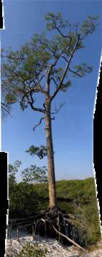 Image of Slash Pine