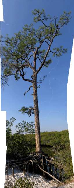 Image of Slash Pine