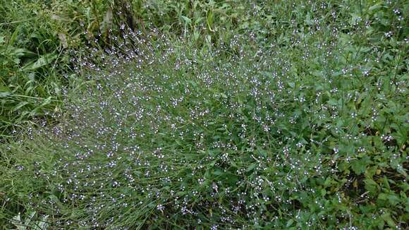 Image of Brazilian vervain