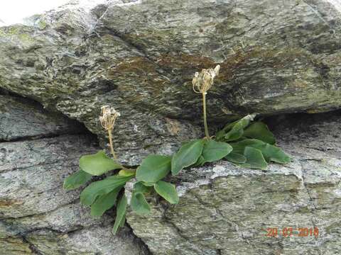 Primula latifolia Lapeyr. resmi