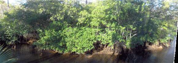 Image of red mangrove