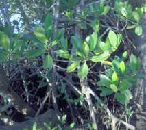 Image of red mangrove