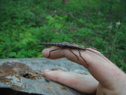 Image of Northern Two-striped Walkingstick