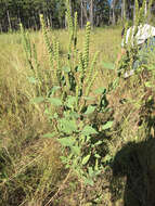 Image of annual marsh elder