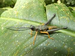 Piezops ensicornis (Stål 1878)的圖片