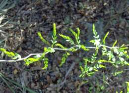 Image of desert false indigo