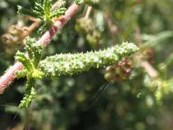 Image of wartleaf ceanothus