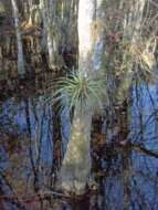 Image de Tillandsia fasciculata Sw.