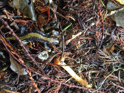 Image of Ambystoma macrodactylum Baird 1850