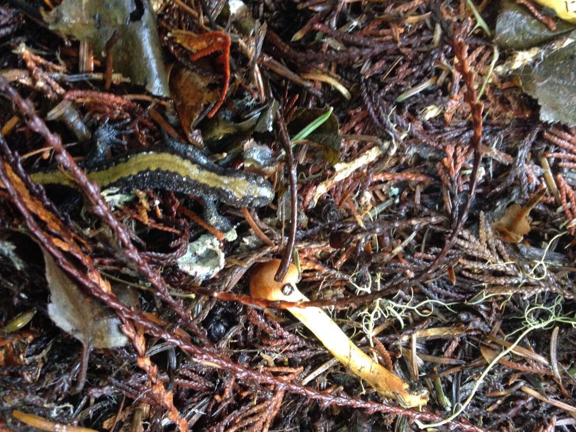 Image of Ambystoma macrodactylum Baird 1850