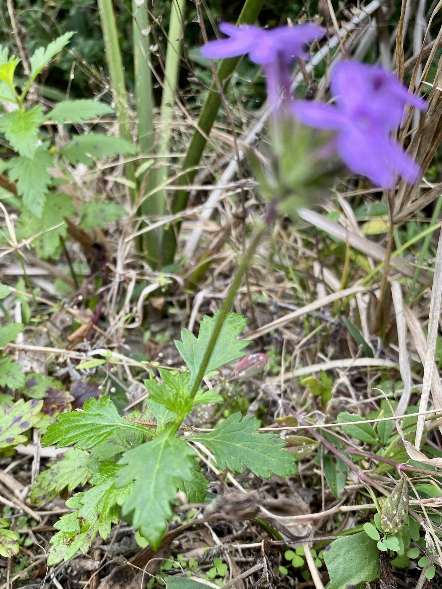 Imagem de Glandularia maritima (Small) Small