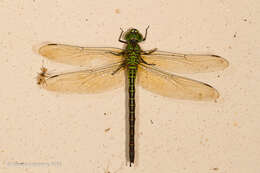 Image of Blue-faced Darner