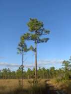 Image of Slash Pine