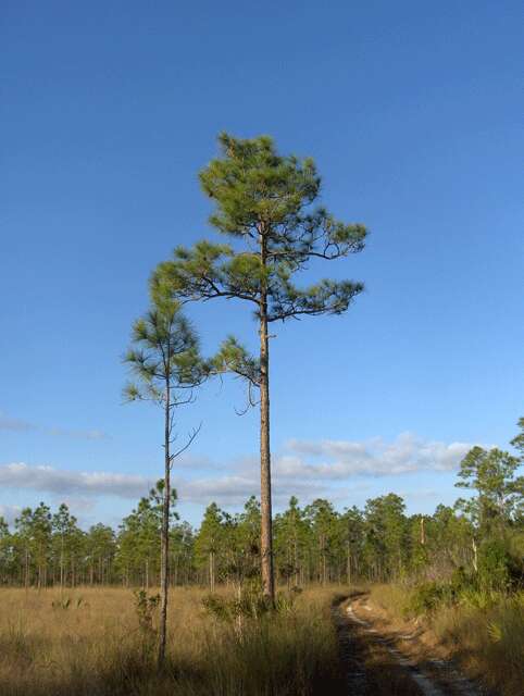 Image of Slash Pine