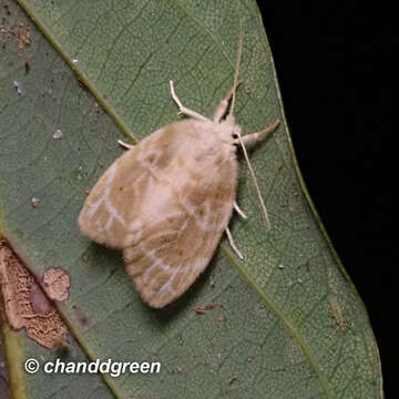 Image of Schistophleps bipuncta Hampson 1891