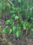 Image of Florida poisontree