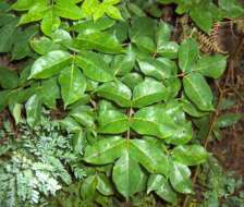 Image of gumbo limbo