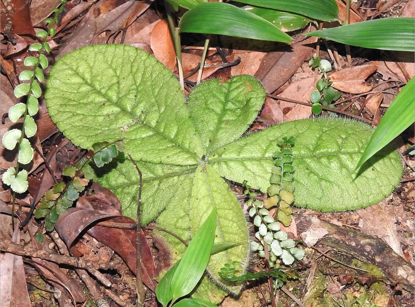 Image of Ardisia primulifolia Gardner & Champ.