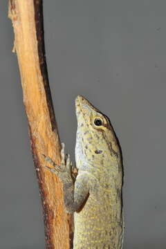 Image of Anolis jubar albertschwartzi Garrido 1973