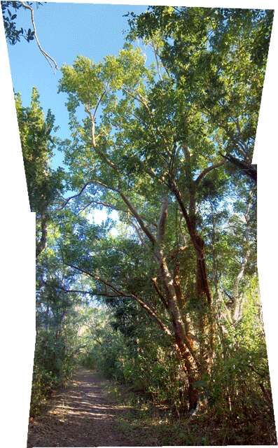 Image of gumbo limbo