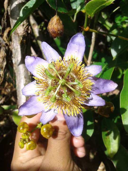 Слика од Passiflora bicornis Mill.