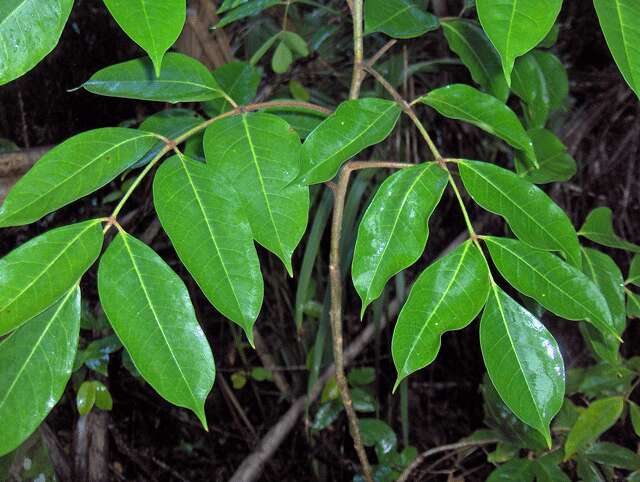 Image of gumbo limbo