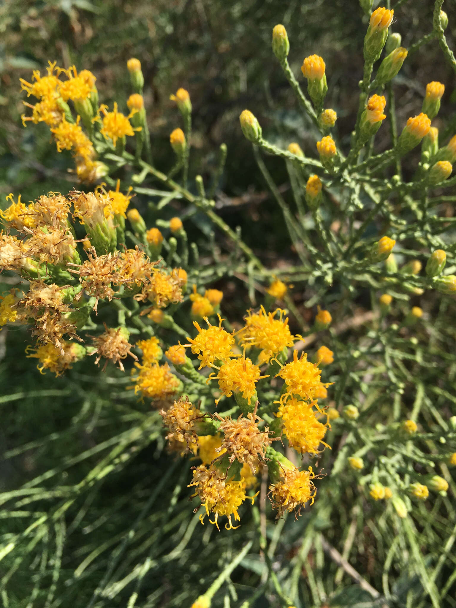 Image of California broomsage