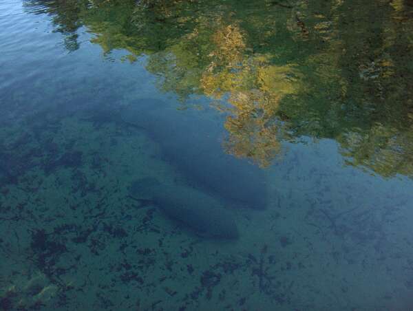 Image of manatees