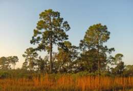 Image of Slash Pine