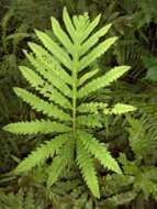 Image of sensitive fern