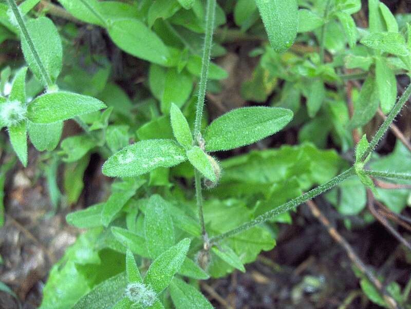 Image of night-flowering campion