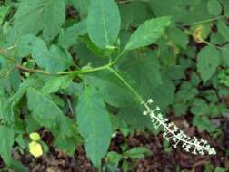 Image of American Nightshade