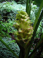 Image of Calathea guzmanioides L. B. Sm. & Idrobo