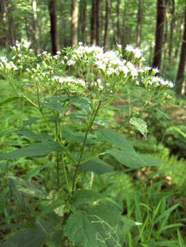 Plancia ëd Ageratina altissima (L.) R. King & H. Rob.