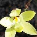 Image de Thelymitra antennifera (Lindl.) Hook. fil.