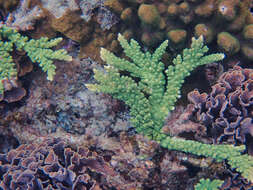 Sivun Acropora florida (Dana 1846) kuva