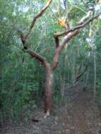 Image of gumbo limbo