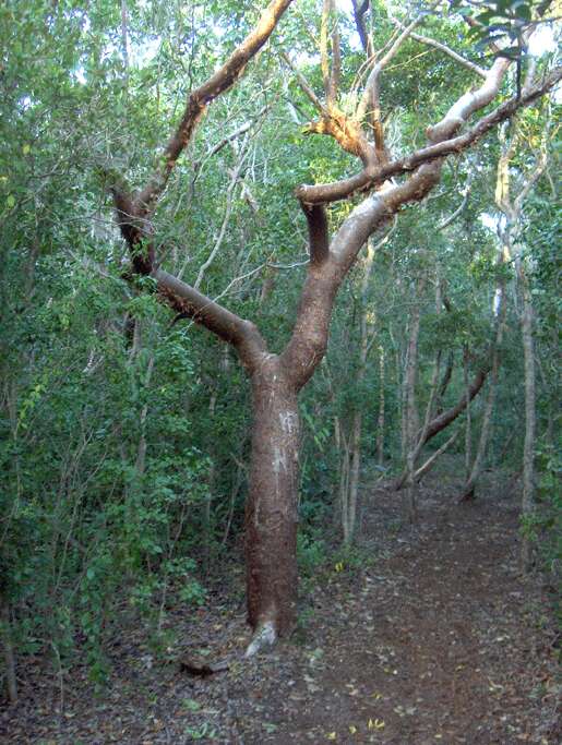 Image of gumbo limbo