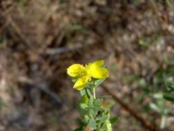 Imagem de Hypericum hypericoides (L.) Crantz