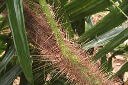 Image of Hairy Mary