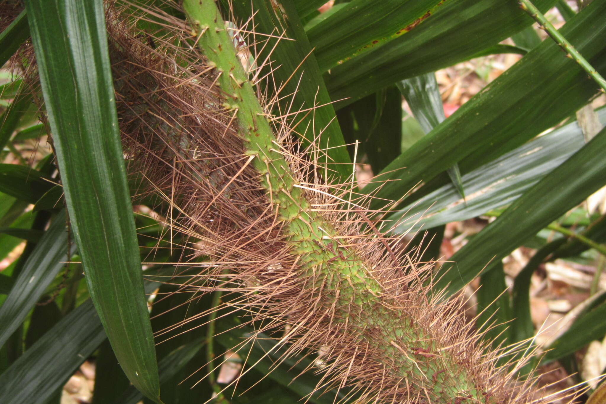 Image of Hairy Mary