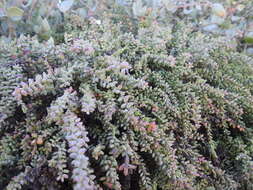 Image of alkali seepweed