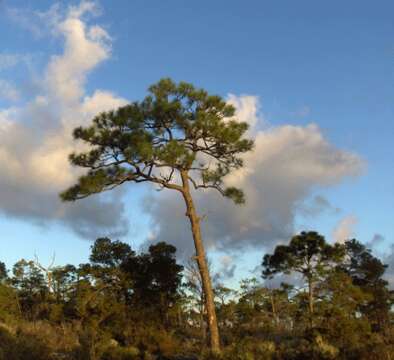 Image of Slash Pine