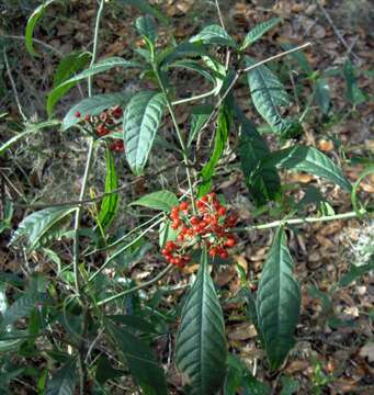 Imagem de Psychotria nervosa Sw.