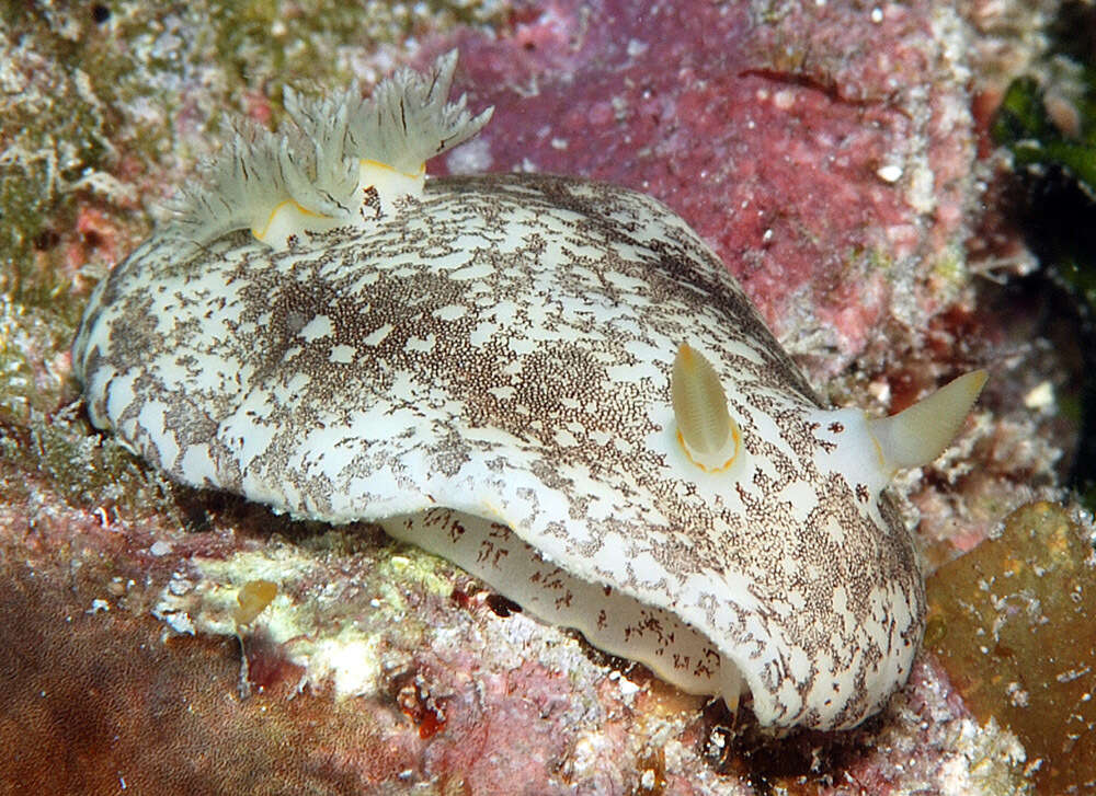 Image of Platydoris scabra (Cuvier 1804)