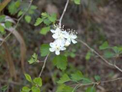 Image of green hawthorn